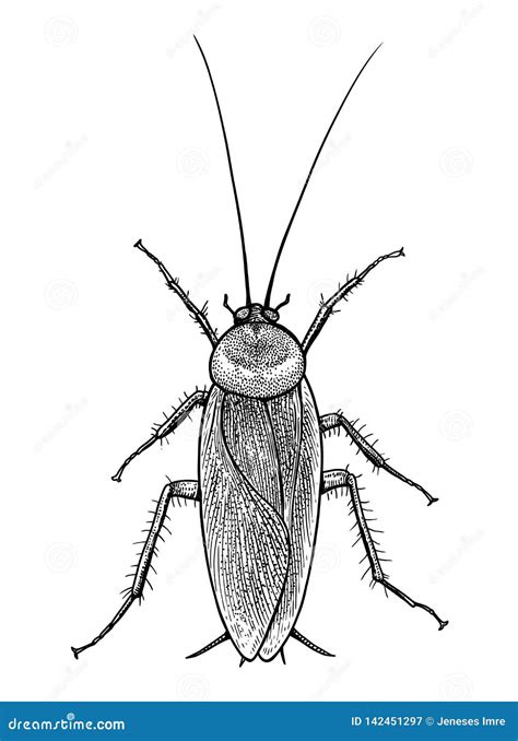 Discover more than 67 cockroach sketch super hot - seven.edu.vn