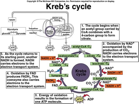 Kreb’s cycle (Citric Acid Cycle) : Mnemonic | Epomedicine