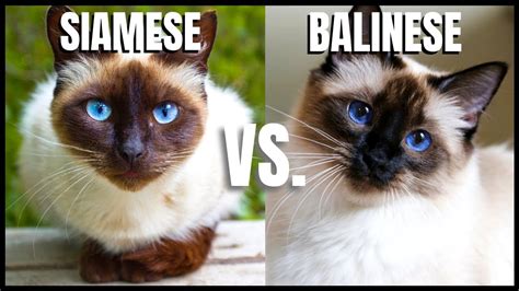 Siamese Cat VS. Balinese Cat - YouTube