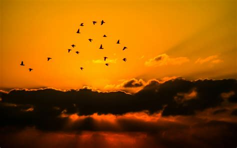 Mass of Bird Flying during Sunset · Free Stock Photo