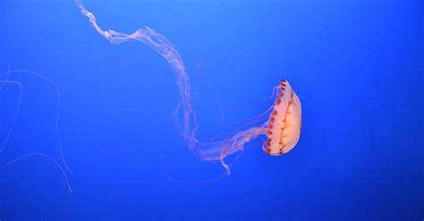 Orange Jellyfish · Free Stock Photo