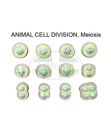 MS H-Animal Cell Div-Meiosis – Berovan