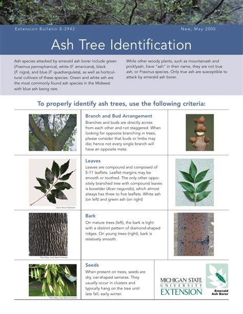 Ash Tree Identification