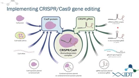 Alt-R™ CRISPR-Cas9 System: Ribonucleoprotein delivery optimization for ...