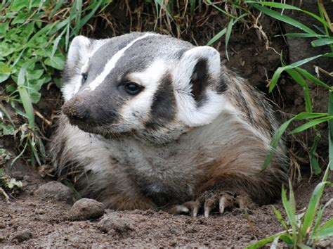 American Badger | NatureRules1 Wiki | Fandom