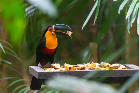 "Channel-Billed Toucan" Images – Browse 303 Stock Photos, Vectors, and ...