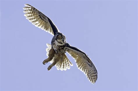 great horned owl flying - Google Search | Great Horned Owl | Pinterest ...