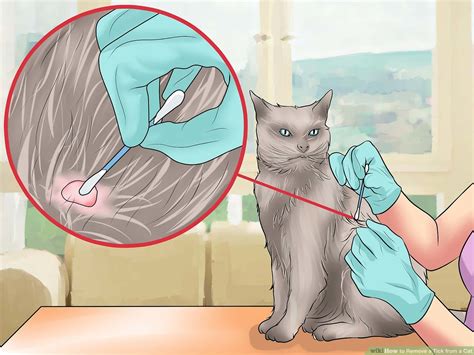 Cat Tick - Treatment, Symptoms, & Precautions