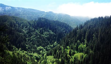 Tillamook State Forest | Oregon Forest Conservation Coalition