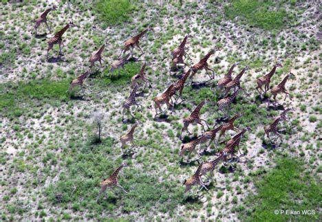 Wildlife Key to South Sudan's Future as New Nation : TreeHugger