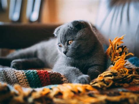 Why Do Cats Knead And Bite Blankets? - (5 Reasons Why)