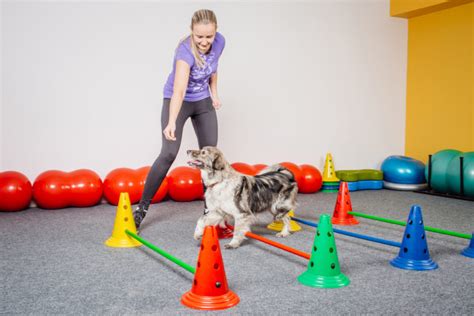 Top 10 Effective Dog Training Methods: A Complete Guide on Dog Training