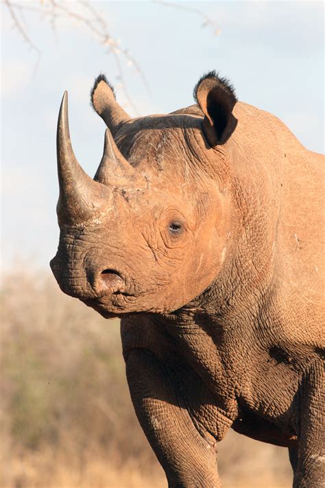 File:Black rhino (head and shoulder view).jpeg - Wikimedia Commons