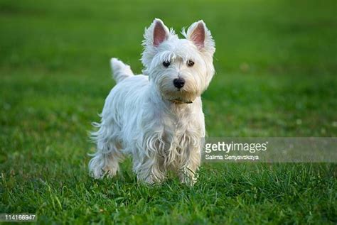 2.018 West Highland White Terrier Stock Photos, High-Res Pictures, and Images - Getty Images