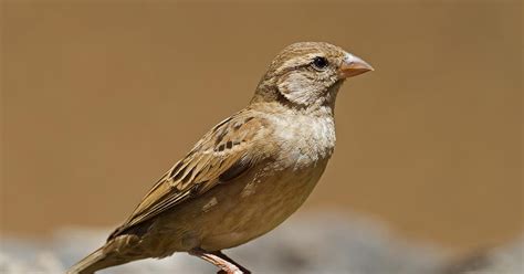 Female House Sparrows (Identification Guide: Male vs… | Birdfact