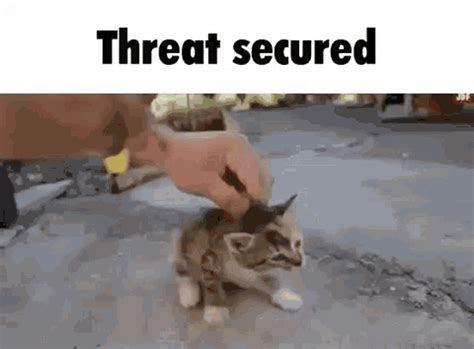 Threat Secured Cat GIF - Threat Secured Cat Kitten - Discover & Share GIFs