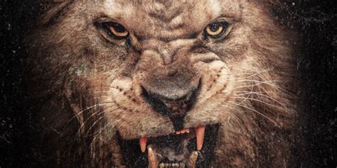 50 Cent – Animal Ambition Lyrics | Genius Lyrics