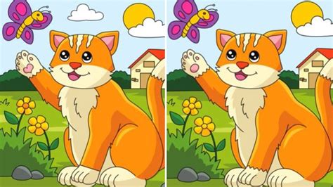 You have the eyes of a hawk if you can spot the five differences between these cat pictures in ...