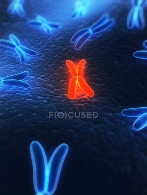 Metaphase chromosome structure — centromere, illustration - Stock Photo ...