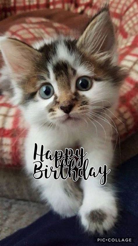 101 Funny Cat Birthday Memes for the Feline Lovers in Your Life