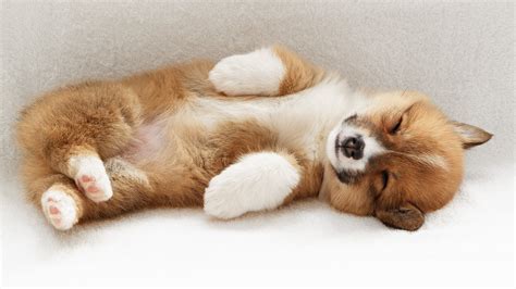 Hình nền : 1920x1080 px, động vật, Corgi, Chó con 1920x1080 - wallpaperUp - 751523 - Hình nền ...