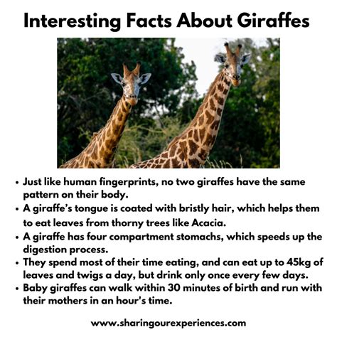 Interesting and fun facts about animals for kids - Sharing Our Experiences