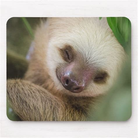 Super Cute Real Baby Sloth Sleeping Mouse Pad | Zazzle.com | Baby sloth, Sloth sleeping, Sloth