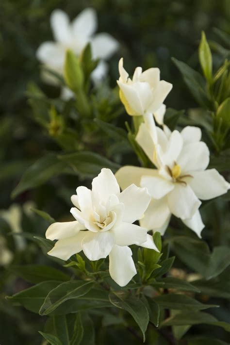 Gardenia Frostproof Shrub – Plants Direct To You