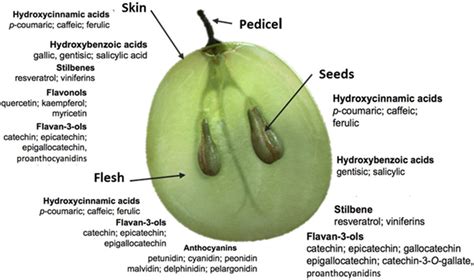 Schematic structure of a ripe grape berry and phenolic pattern ...