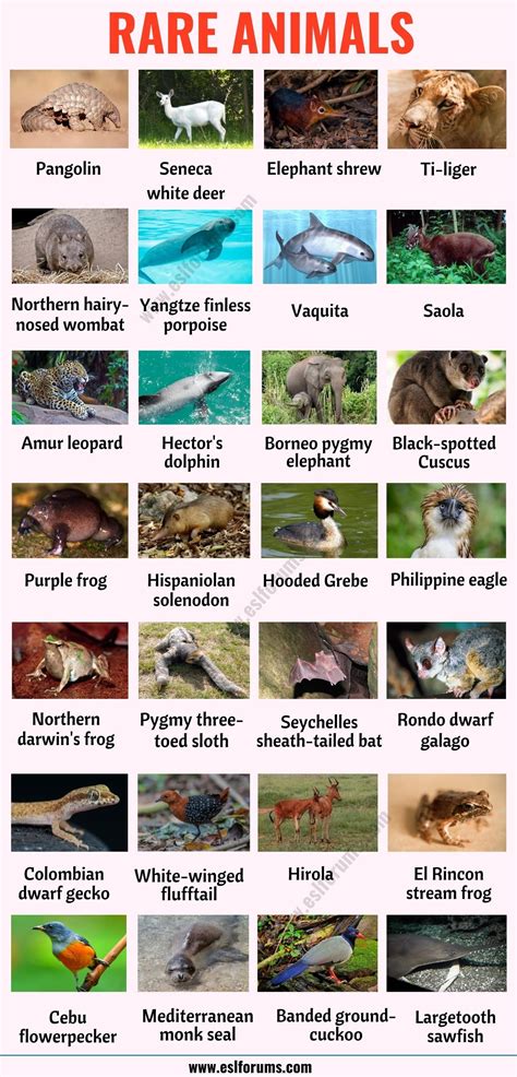 Unique Animals In India Names
