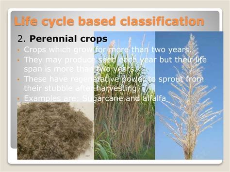 Classification of field crops | PPT