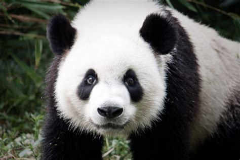 Giant Panda Wallpaper - WallpaperSafari