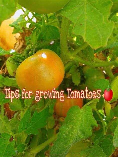 Watch this video to learn how to grow tomatoes. Get a good harvest of ...