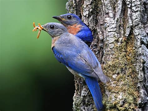 Eastern Bluebird Nesting (Behavior, Eggs, Location + FAQs) | Birdfact