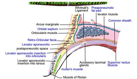 Tarsal Plates