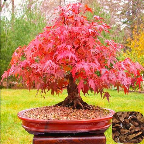 20 Bonsai/Pack Acer Palmatum Atropurpureum Bonsai Real Japanese Red Ghost Maple Tree Bonsai For ...