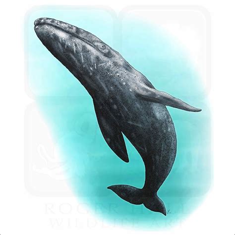 Gray Whale Art