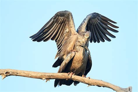 Mating Ibis | Shutterbug