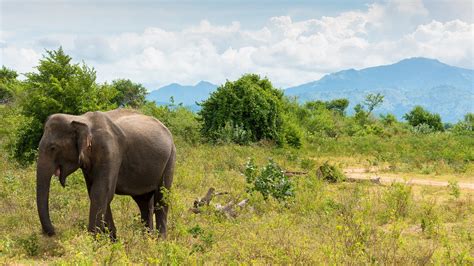 On Safari in Sri Lanka, See Hundreds of Elephants | Condé Nast Traveler