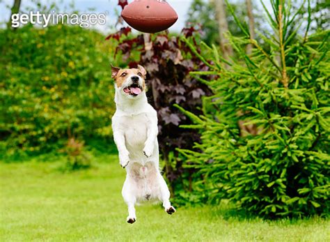 Funny face of dog playing fantasy american football at backyard garden ...