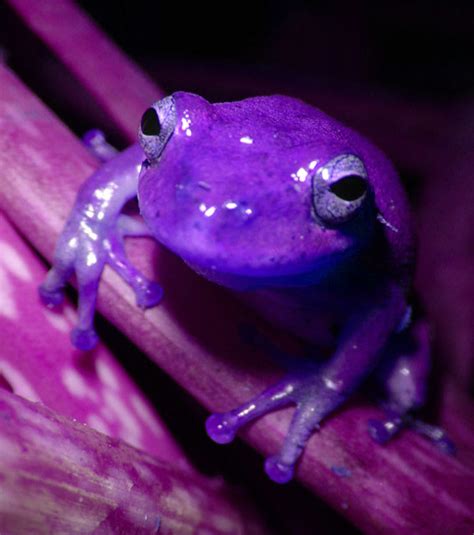 Purple Frog | Flickr - Photo Sharing!