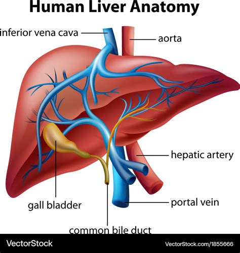 Human liver anatomy Royalty Free Vector Image - VectorStock