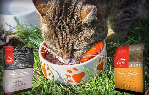 Orijen Cat Food Review | Cats Are On Top