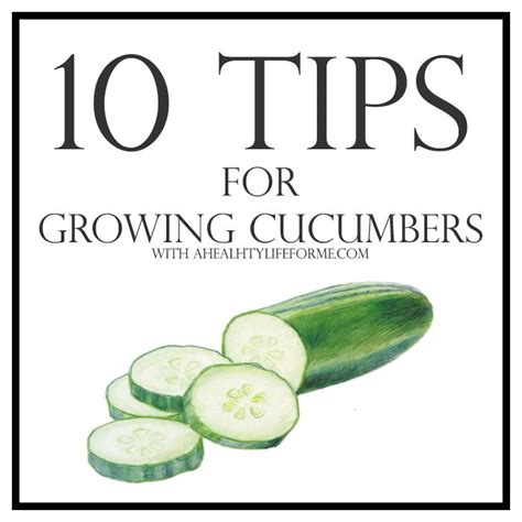 10 Tips for Growing Cucumbers - A Healthy Life For Me