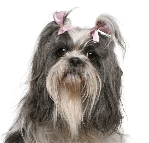 Shih Tzu With Pink Bows In Hair, 4 Years Old Stock Photo - Image: 17597530