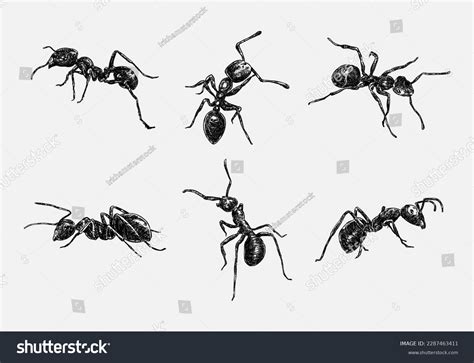 Set Hand Drawn Illustration Ant Sketch Stock Vector (Royalty Free) 2287463411 | Shutterstock