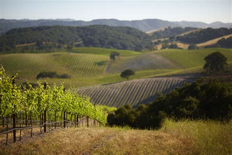 Winery near San Luis Obispo. There are several scenes where Brenna and Ryder are passing ...