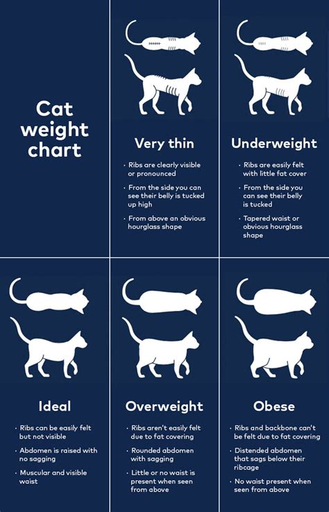 What does an average cat weigh? | ZIWI US