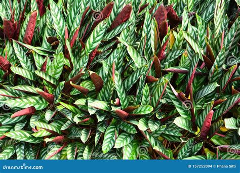 Calathea leaves plant stock photo. Image of floral, calathea - 157252094