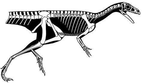 PGS Daily Dinosaur - Eoraptor lunensis | Dinosaur drawing, Dinosaur, Paleontology